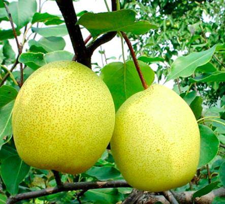 常吃梨好處多，美容養(yǎng)顏……但冬季吃梨有1大禁忌，大家了解一下！