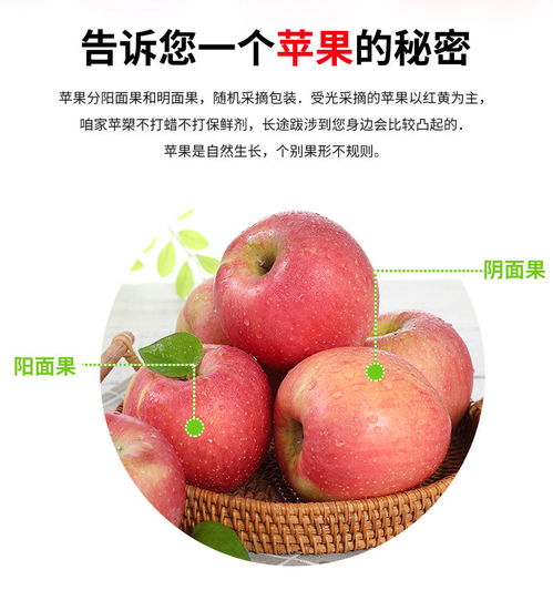 精品陜西紅富士蘋果 自然的甜美，新鮮直供
